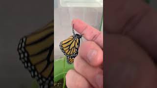 Monarch Butterfly Wings Sill Wet From Hatching