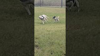 Rooster playing with this bitch Beauty 6 month puppy #puppy #dog #brisbane