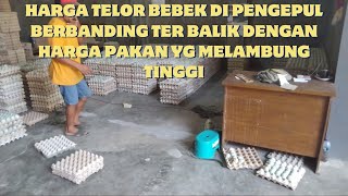 MASA PRODUKSI LAGI TINGGI2NYA HARGA TELOR DI PENGEPUL MALAH TURUN