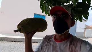 OLHA A JACA CALÇADA DAS FRUTAS E VERDURAS DA JANIERE  RUA DO EMIDAO CLUBE  JARDIM DE PIRANHAS RN