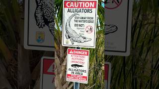 Beware of the ALLIGATORS! #shortsvideo  #sanibelisland #florida #alligator #baileytract