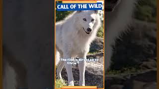 The Call of the Wild trivia | facts about the movie | Call of the wild | Motivation facts #shorts