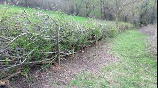 Hedgelaying for Wildlife