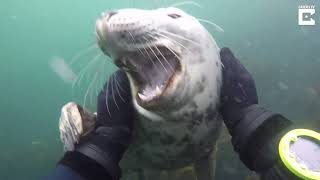 Friendly Seal Wants To Be Pet