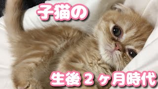 子猫のかわいい日常〜生後２ヶ月頃〜　Cute daily life of kittens ~ 2 months~