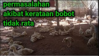 permasalahan akibat kerataan bobot tidak merata | bebek pedaging