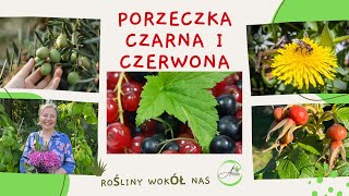 CZERWONA I CZARNA PORZECZKA #porzeczkaczarnaiczerwona