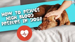 How To Treat High Blood Pressure In Dogs (TESTED) | Symptoms & Remedies