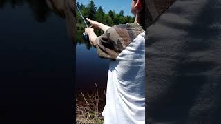 Trying a beaver dam for spring brook trout year 1