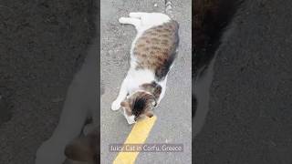 Juicy Cat in Corfu Greece #fun #travel #cat #животные #animals #cats #shorts #life #pets #lifestyle