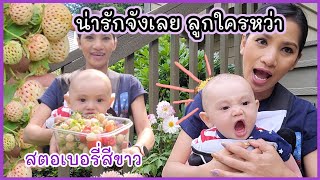 น้องออสติน ช่วยแม่เก็บสตอเบอรี่สีขาว/ ออสตินลองกินผัก / ชีวิตในเมริกา