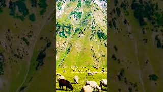 #kashmir#kashmirvalley#viralvideo#viral#video#shortvideo#youtubeviralshortvideo#reels#shorts#short