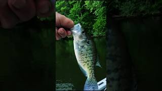 Evening Crappie Catch! #crappie #fishing #fish #shorts