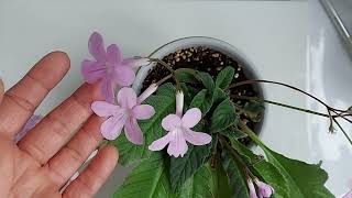 Streptocarpus Gloria (Стрептокарпус Gloria)