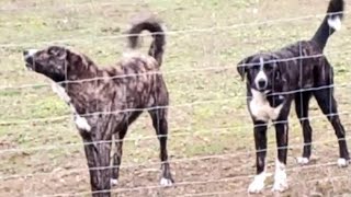 ♏Mastines, 👆🧬genes ancestrales🐺#dog #mastiff #kangal #perros#shorts#youtube