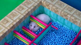 🐹 World's Largest Hamster Maze  Obstacle course