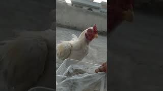 Ye Hai Mari Aseel Breading | Aseel White Heera Breading | اصیل ہیرے مرغوں کی بریڈنگ