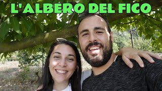 L'ALBERO DEL FICO: COLTIVAZIONE e PRODUZIONE💚🌳