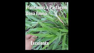 Plantamos a Grama Dona Emma !