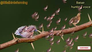 Gather the Quails with this sound|| batair ki Awaz subah ke liye||Quail voice for Hunting