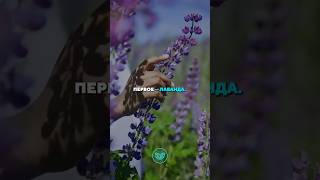 💠ТОП-5: Полезных растений