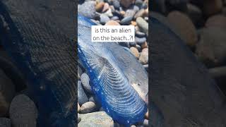 this mayaswell be an alien..! It's called a 'by-the-wind-sailor' #sealife #animals #ocean