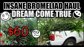 INSANE BROMELIAD HAUL & TOUR - CRAZY BARGAIN!