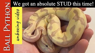 BALL PYTHON UNBOXING:  New Snake!