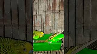 cute budgie & Sounds #budgrie #birds #lovebirds #shorts