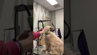 Shaving a Matted Dog