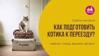 Как подготовить котика к переезду на самолете, поезде, автобусе или машине.