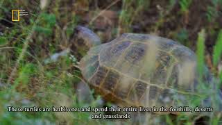 Wildlife of Iran: Turtles / حیات وحش ایران: لاکپشت ها