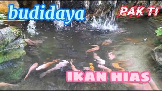 kolam ikan di perkarang || ikan nilla super babon || nilla fish farming