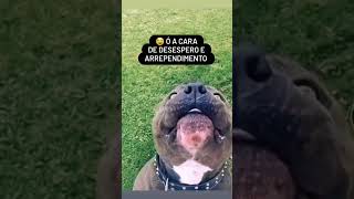 OLHA A CARA DE ARREPENDIMENTO 🤣/  #shorts #cães