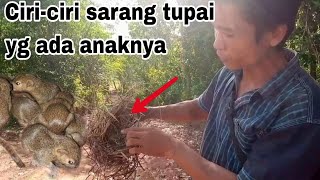 Inilah ciri-ciri sarang tupai yang ada anaknya