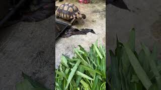 Gacu mengintai makanannya beginilah cara makan kura sulcata part 42 #shorts #animals