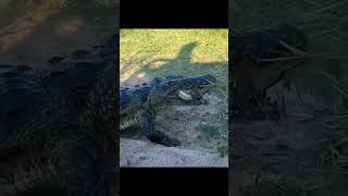 CROCODILE vs TURTLE 🤯😳 #shorts #animals #crocodile