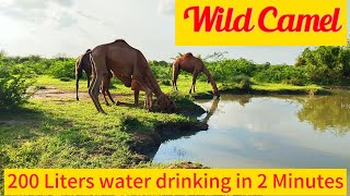 Camel drink 200 Liters water in 2 minutes | Camel drinking water fast