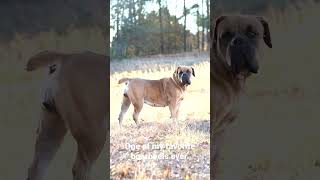 One the best boerboels ever…#shorts #youtubeshorts #popular #fitness