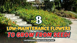 Top 8 Low-Maintenance FLOWERS to Grow from SEED! 🌼🌺🌻 // Gardening Ideas