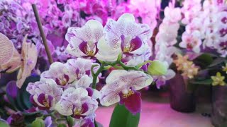 Орхидея Phalаenopsis Pampered Sakura - Памперед Сакура. #Цветение 2024