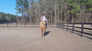 Beginner Safe Palomino Mare