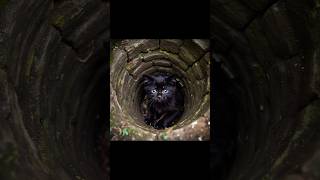 Baby cat in well🖤..#cat #catlover #cute #cutecat #kitten #love #catvideos #shorts