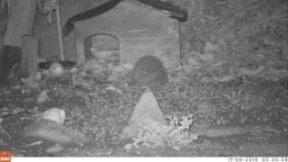 Hedgehog gathering leaves for a nest. Hedgehog TrailCam 08/11/2016