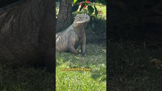 Iguana rinoceronte (cyclura cornuta)