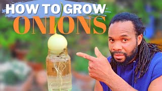 How to grow Onions - in Pots or  container (no backyard garden