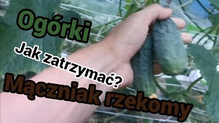 Ogórki maczniak rzekomy - metoda działa