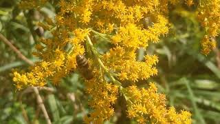 Lovely Late Blooming Nectar Sources for Honey Bees