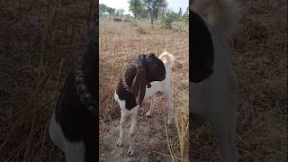 American breed goat in the village #goat #animals #villagelife