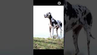 great Danes tallest dog🐕